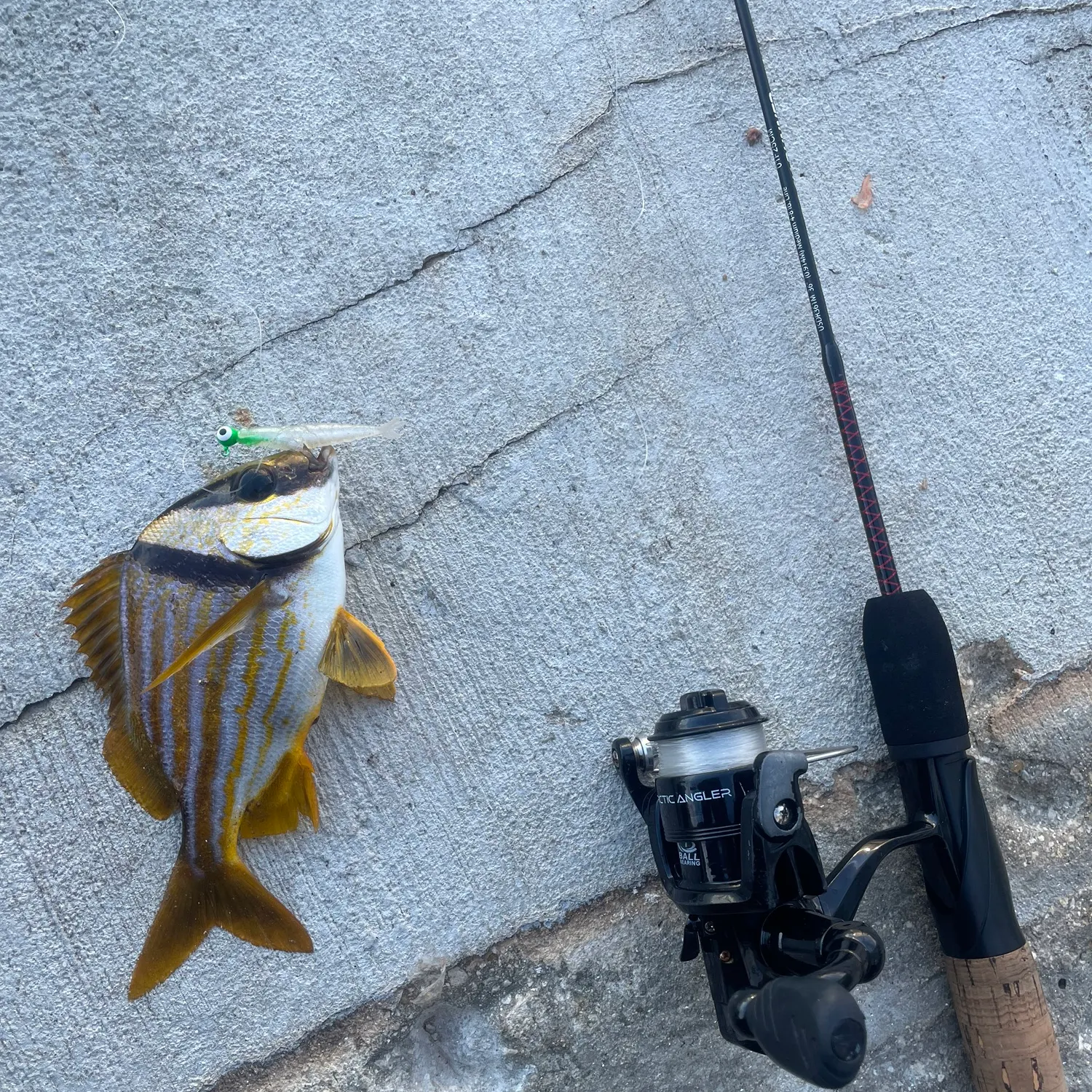 The most recent Atlantic porkfish catches on Fishbrain