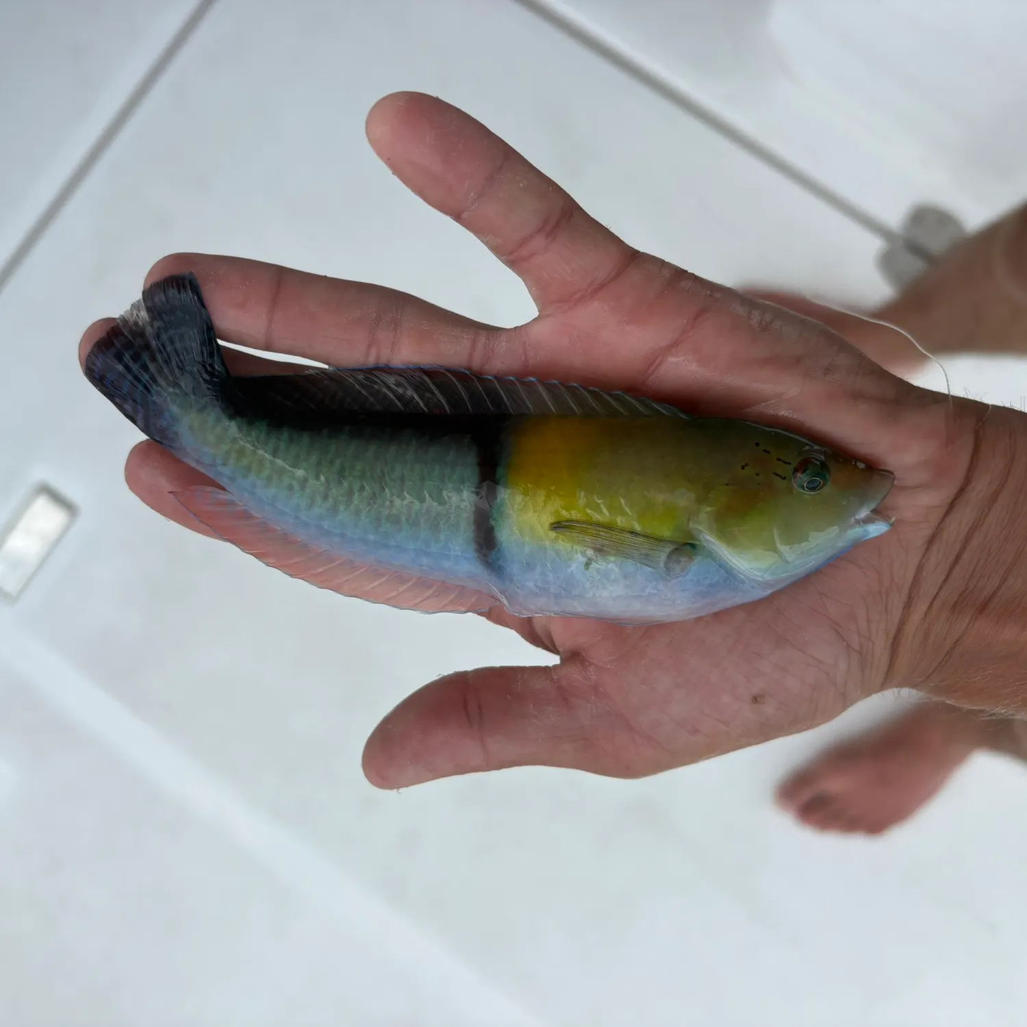 The most recent Yellowhead wrasse catches on Fishbrain