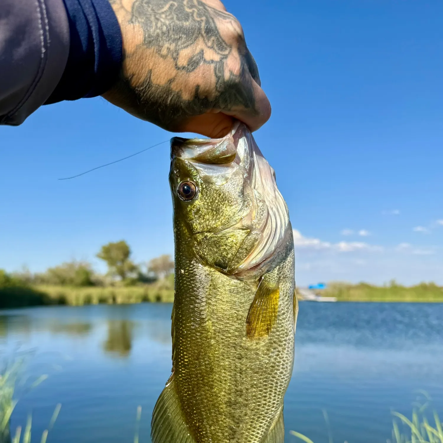 Largemouth bass caught on Fishbrain