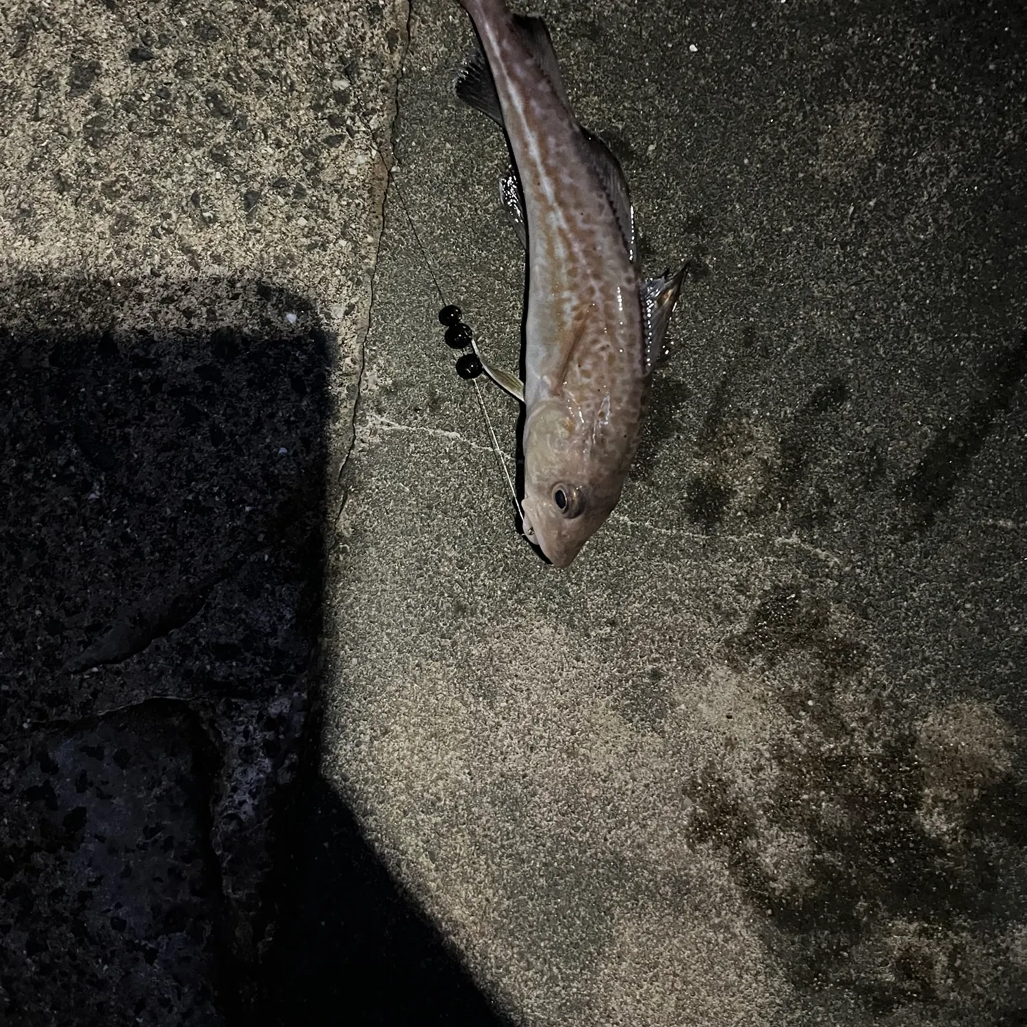 The most recent Atlantic cod catches on Fishbrain