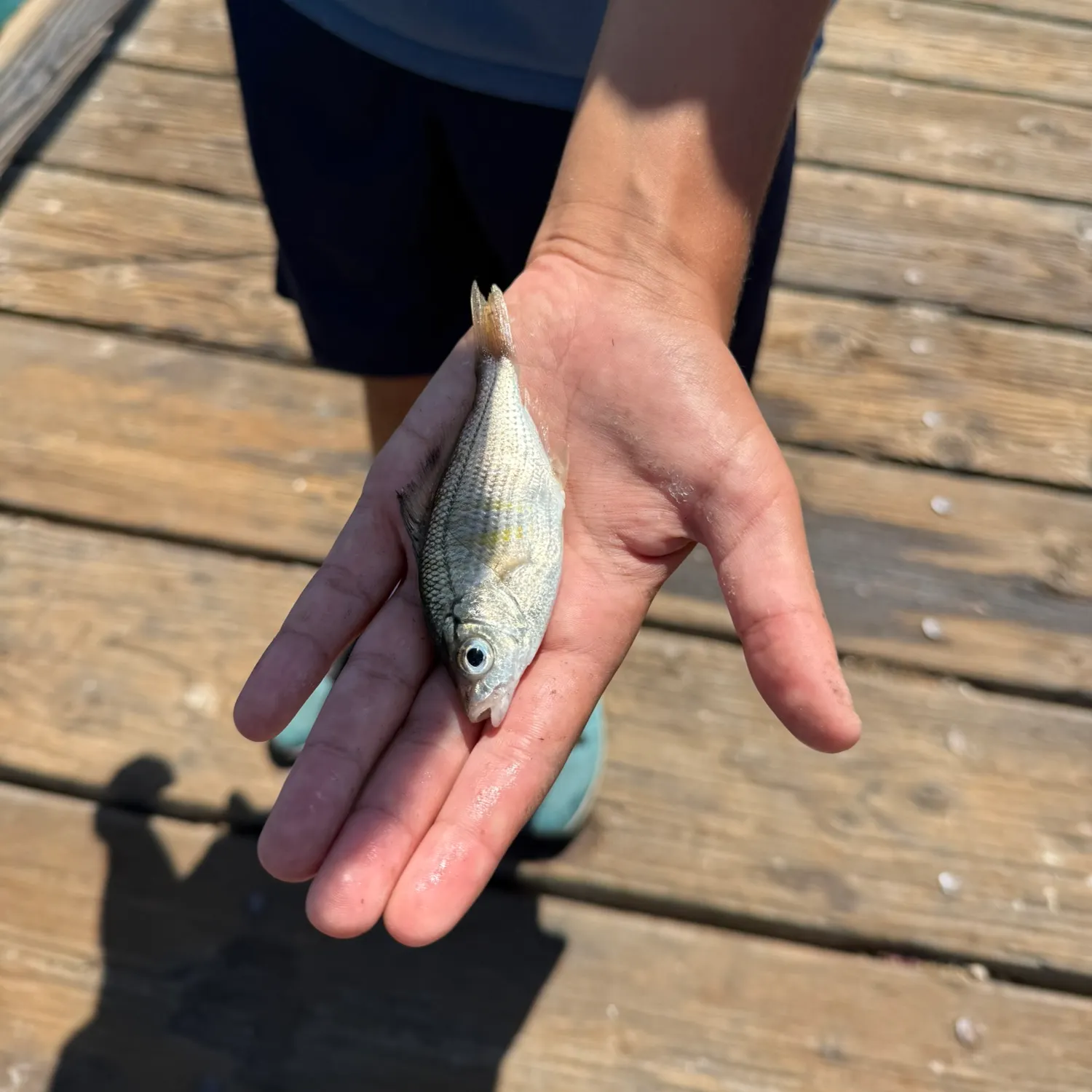 The most recent Walleye surfperch catches on Fishbrain