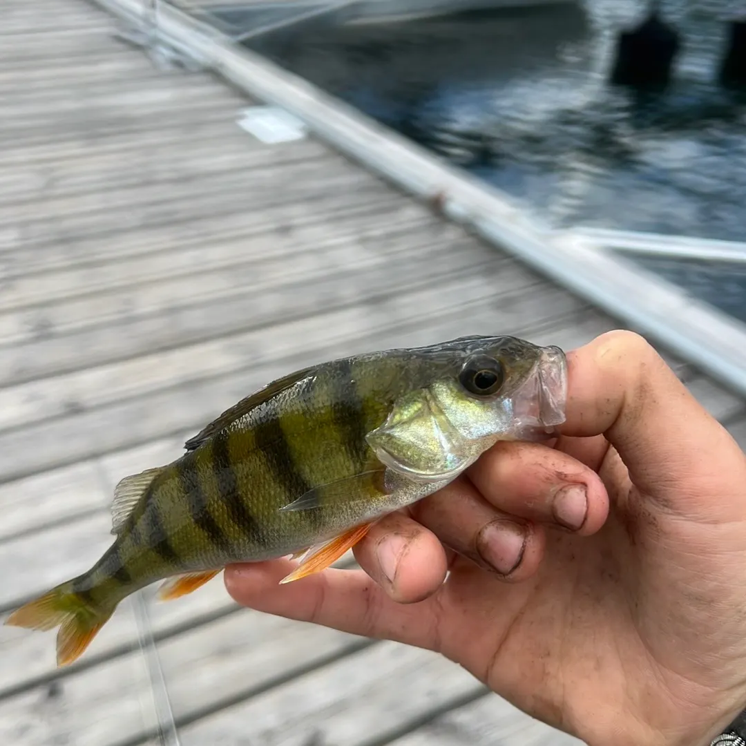 European perch caught on Fishbrain