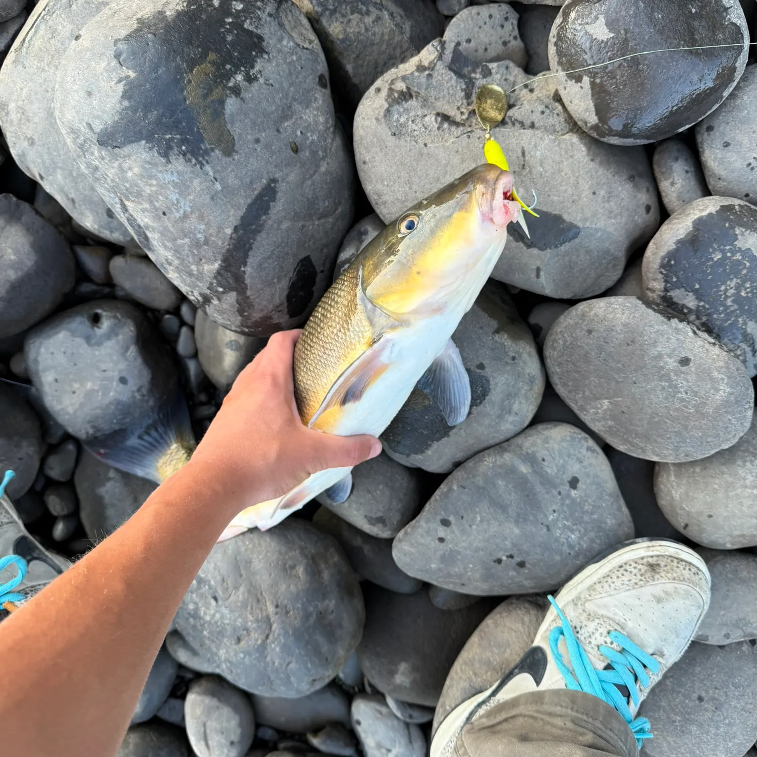 Largescale sucker caught on Fishbrain