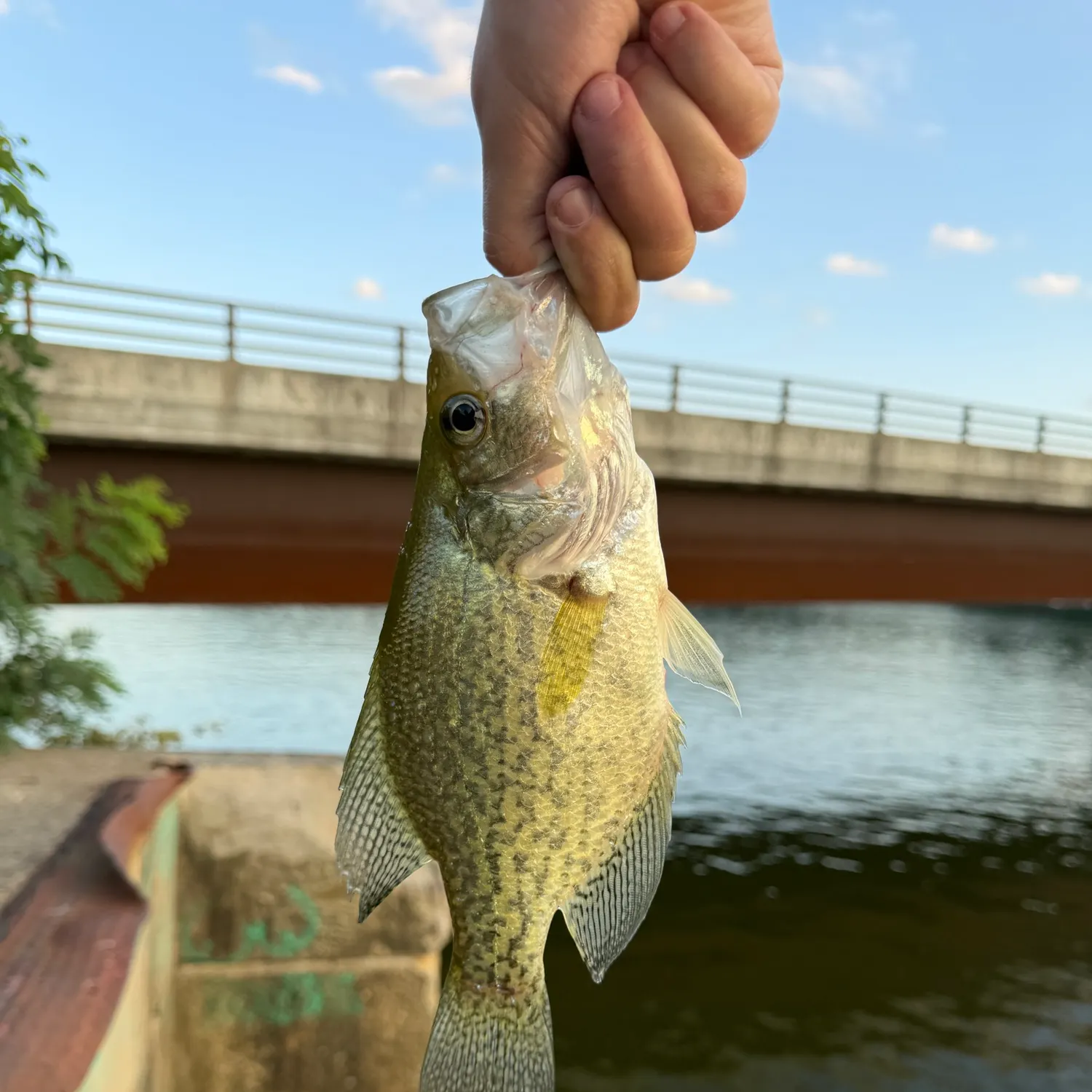 Black crappie caught on Fishbrain