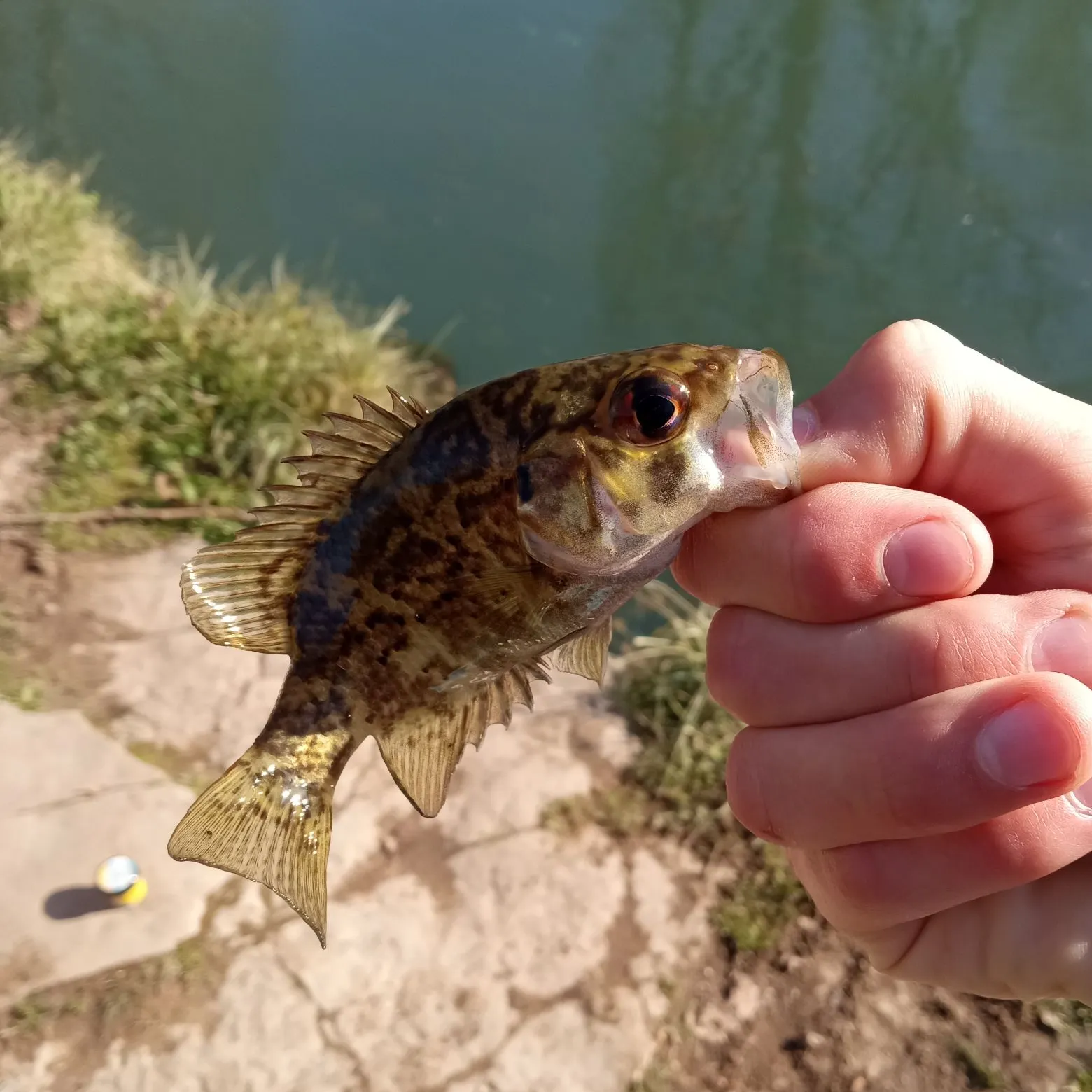 The most recent Shadow bass catches on Fishbrain