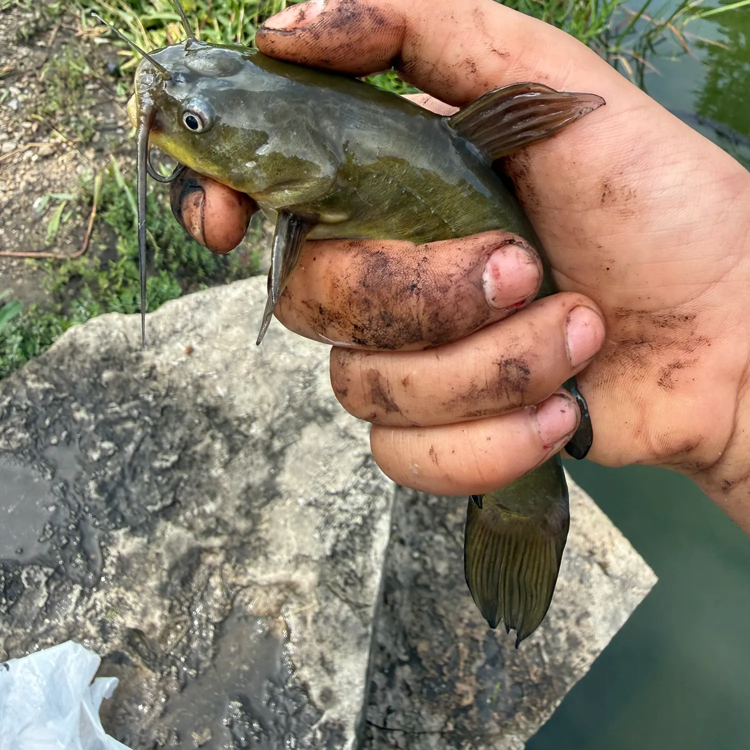 Yellow bullhead caught on Fishbrain