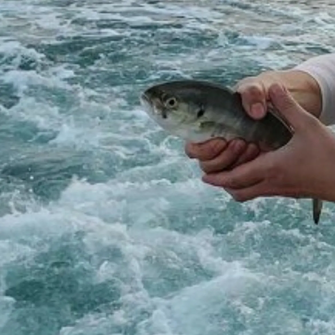 The most recent Bluefish catches on Fishbrain