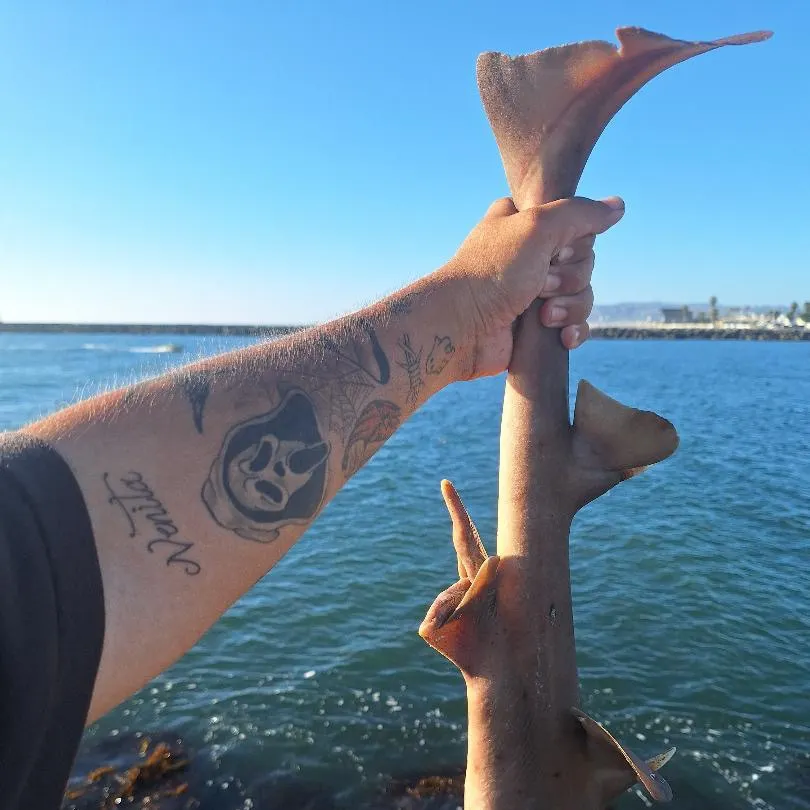 Horn shark caught on Fishbrain