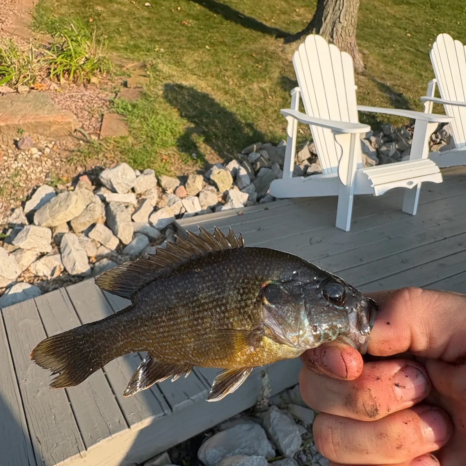 Green sunfish caught on Fishbrain
