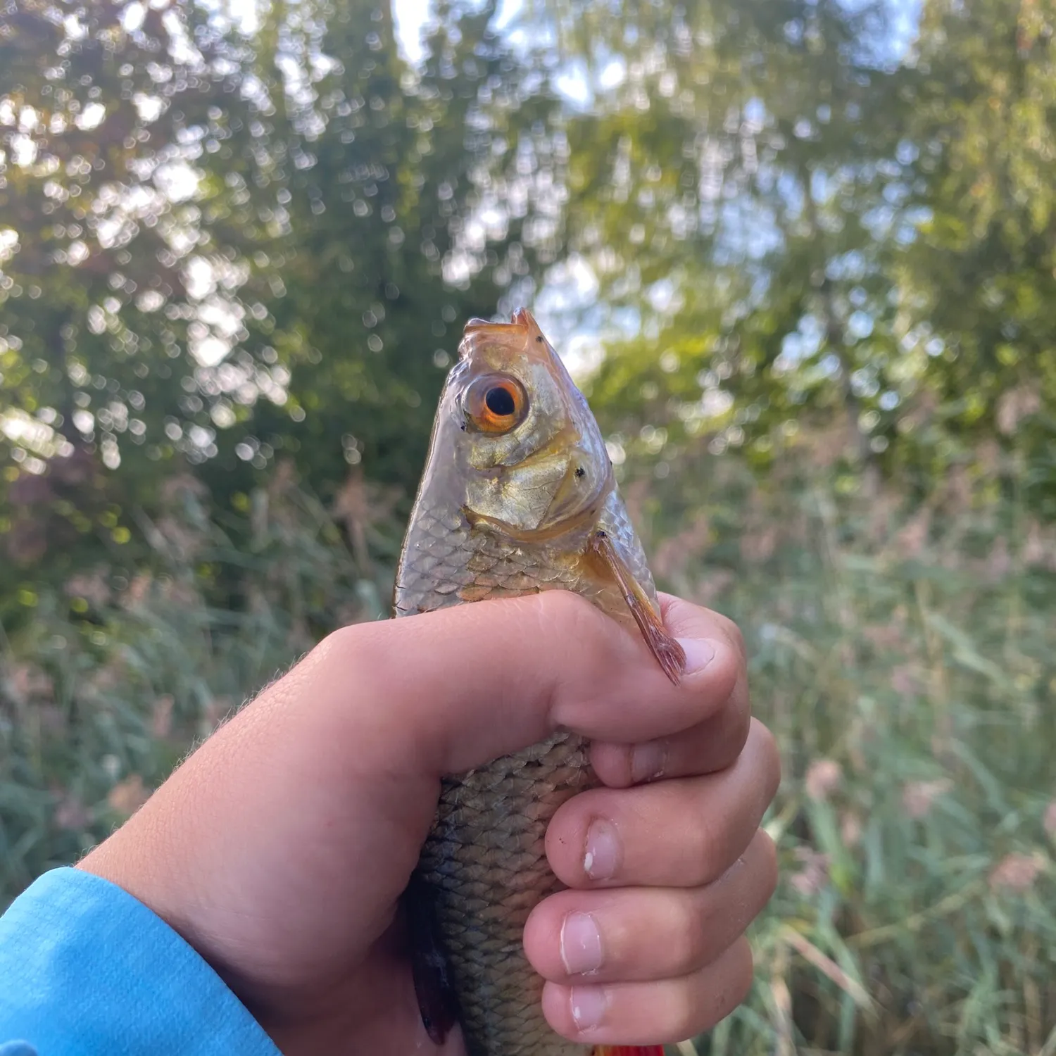 Common roach caught on Fishbrain