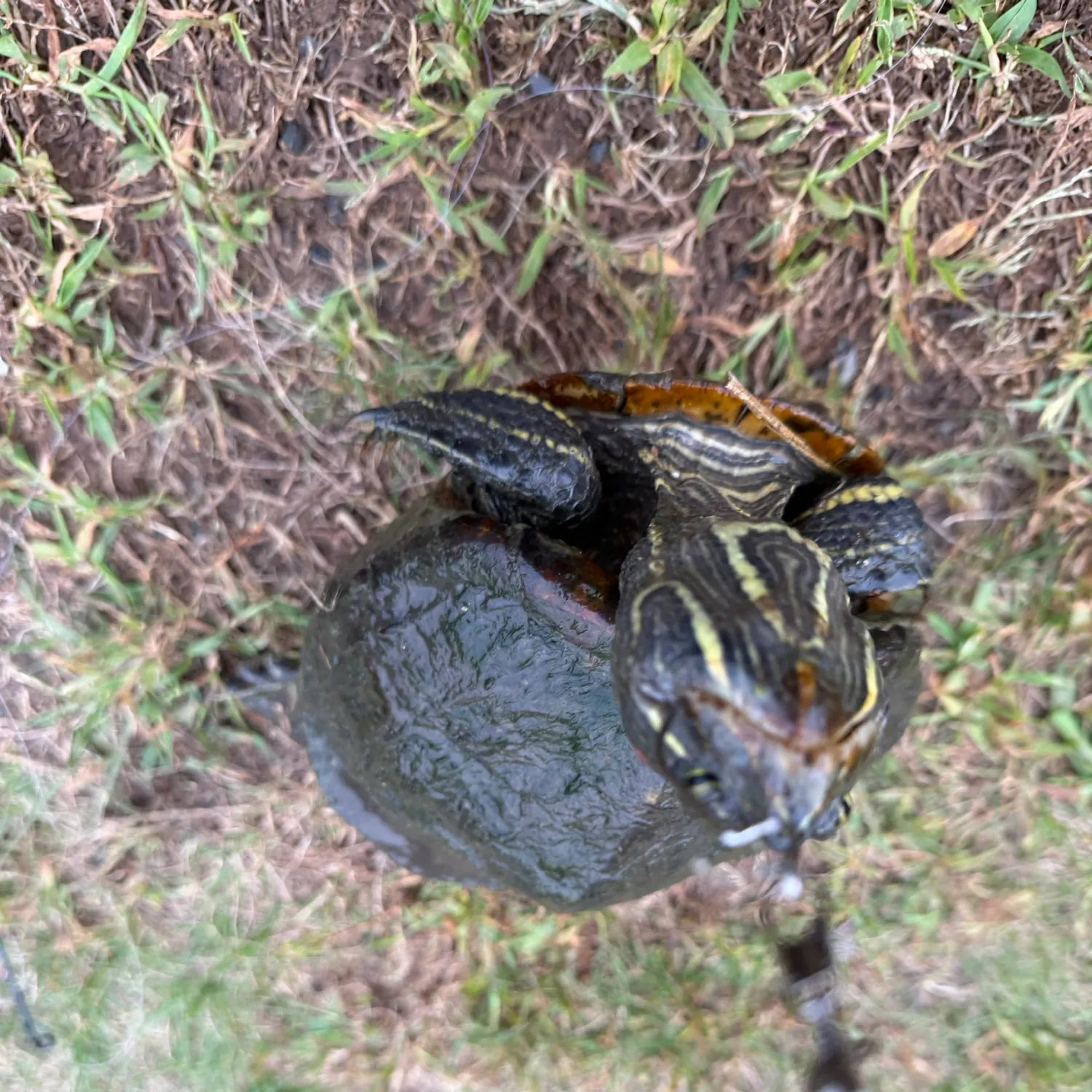 The most recent Painted turtle catches on Fishbrain