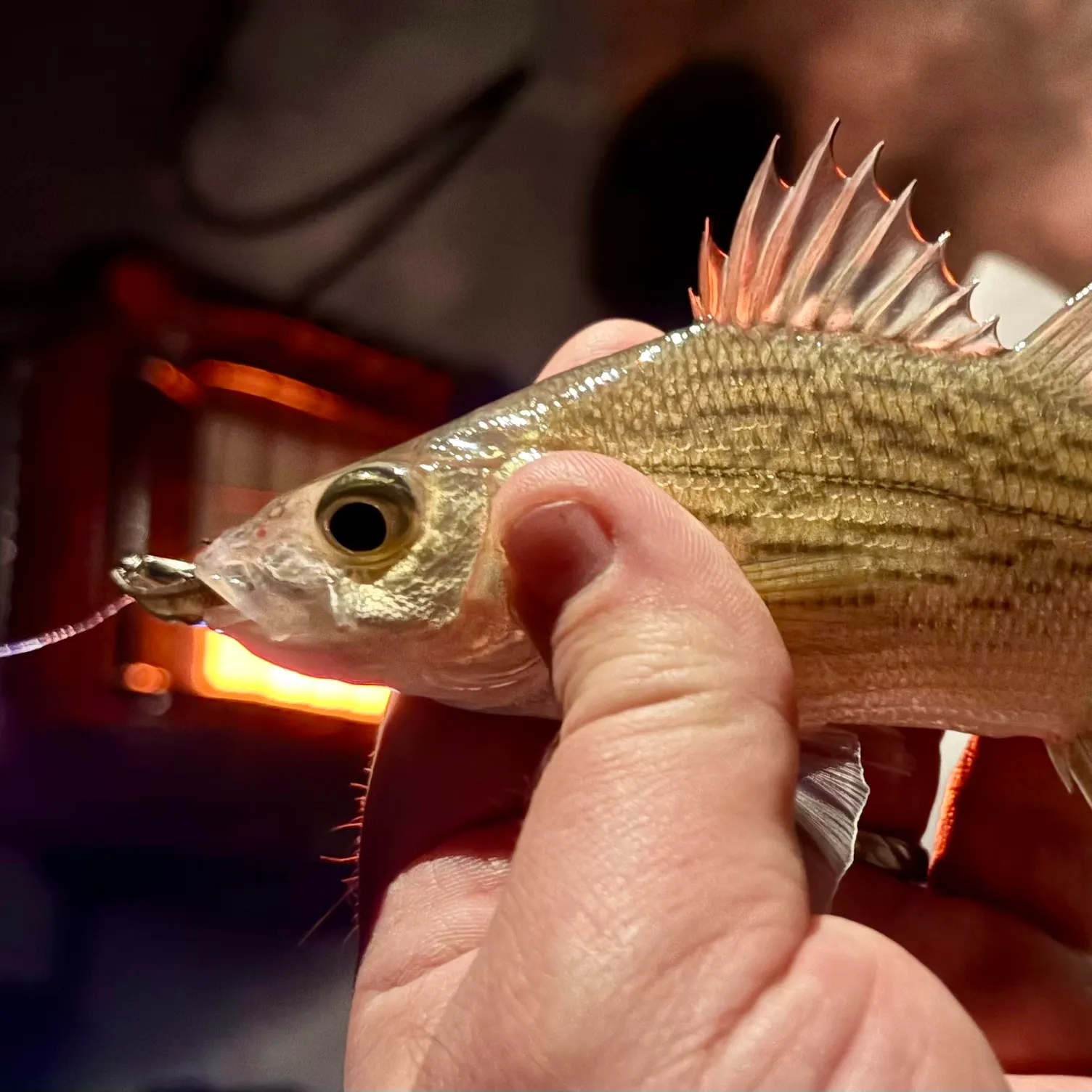 The most recent Yellow bass catches on Fishbrain