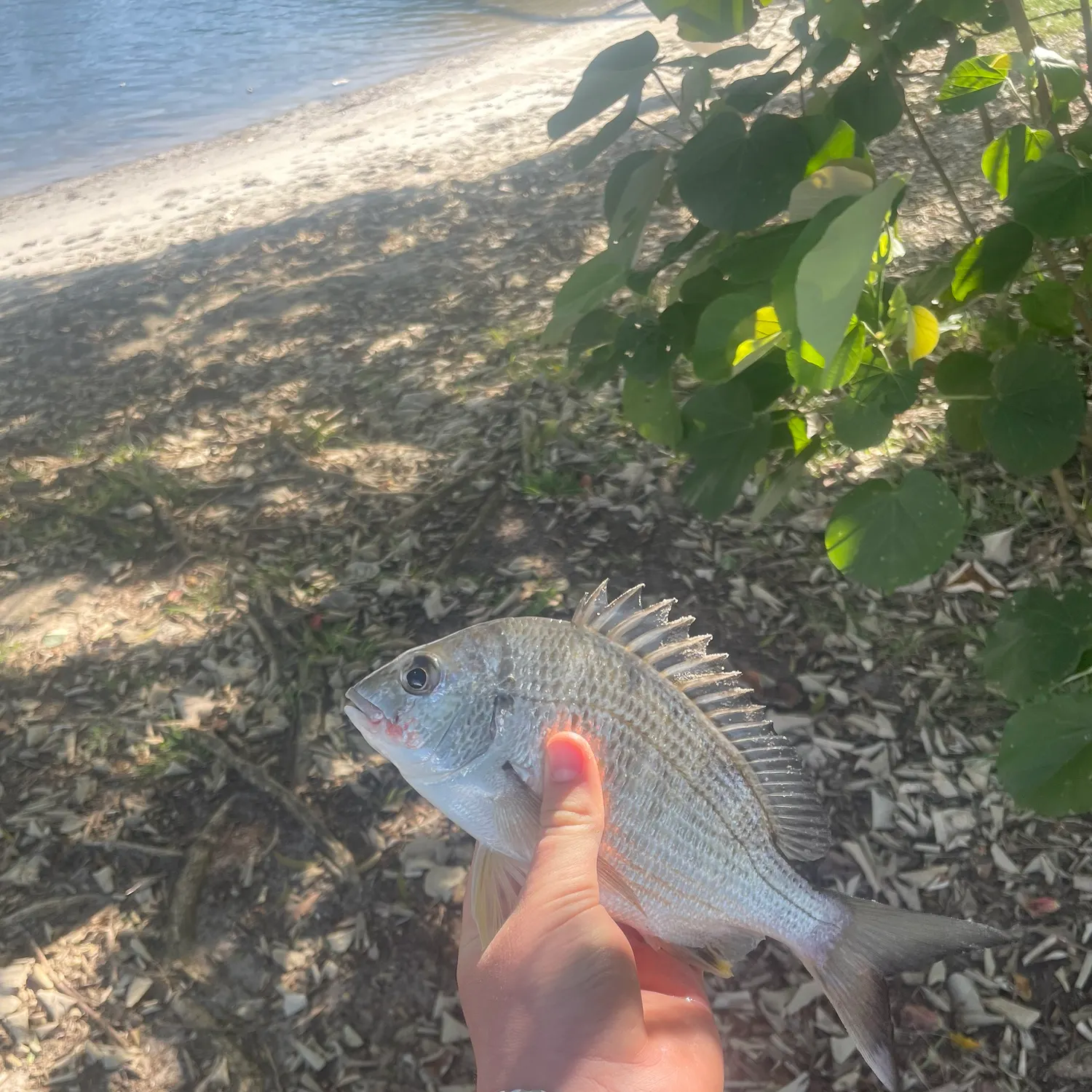 Surf bream caught on Fishbrain