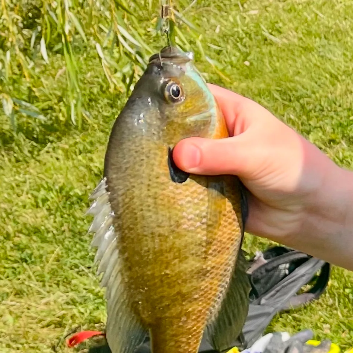 Green sunfish caught on Fishbrain