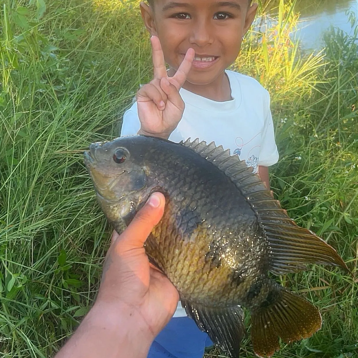 The most recent Spotted tilapia catches on Fishbrain