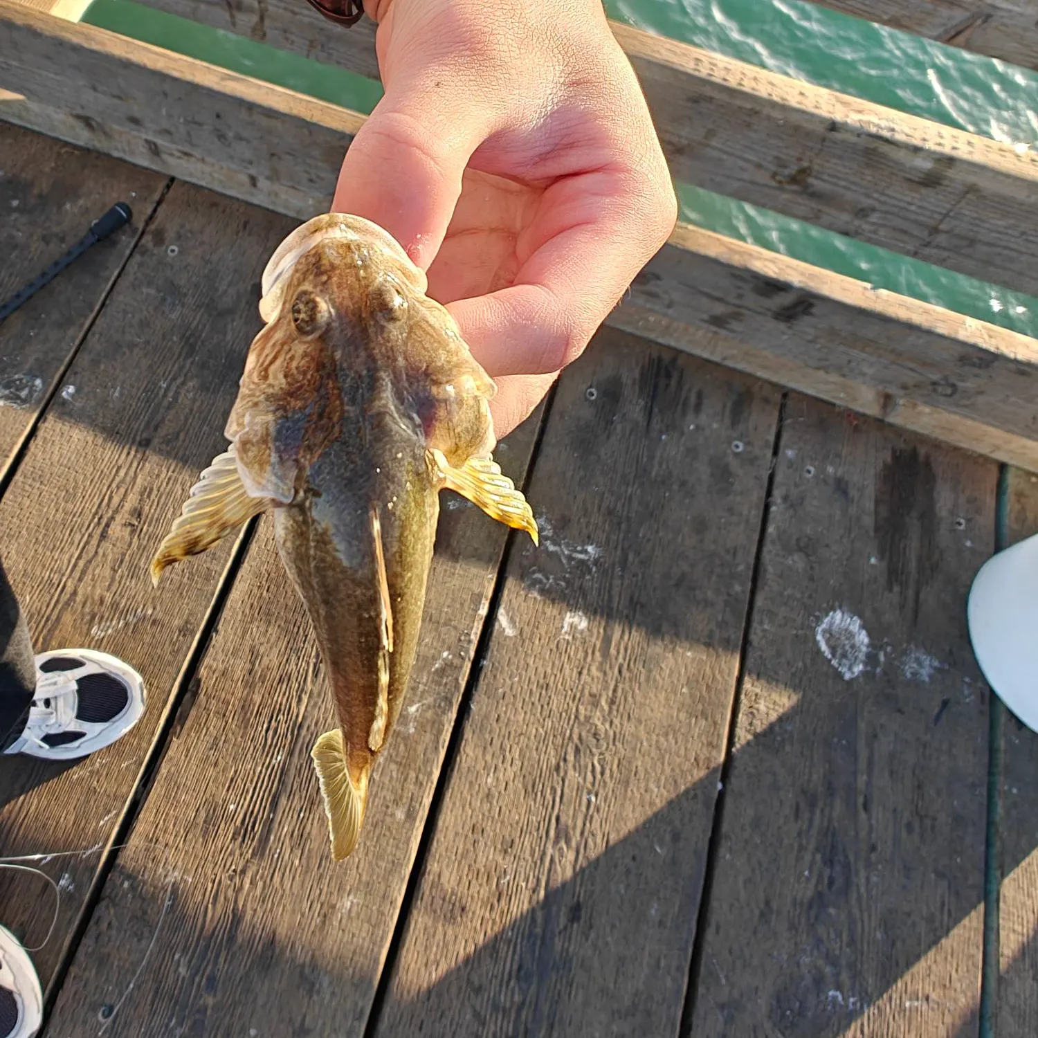 Pacific staghorn sculpin caught on Fishbrain