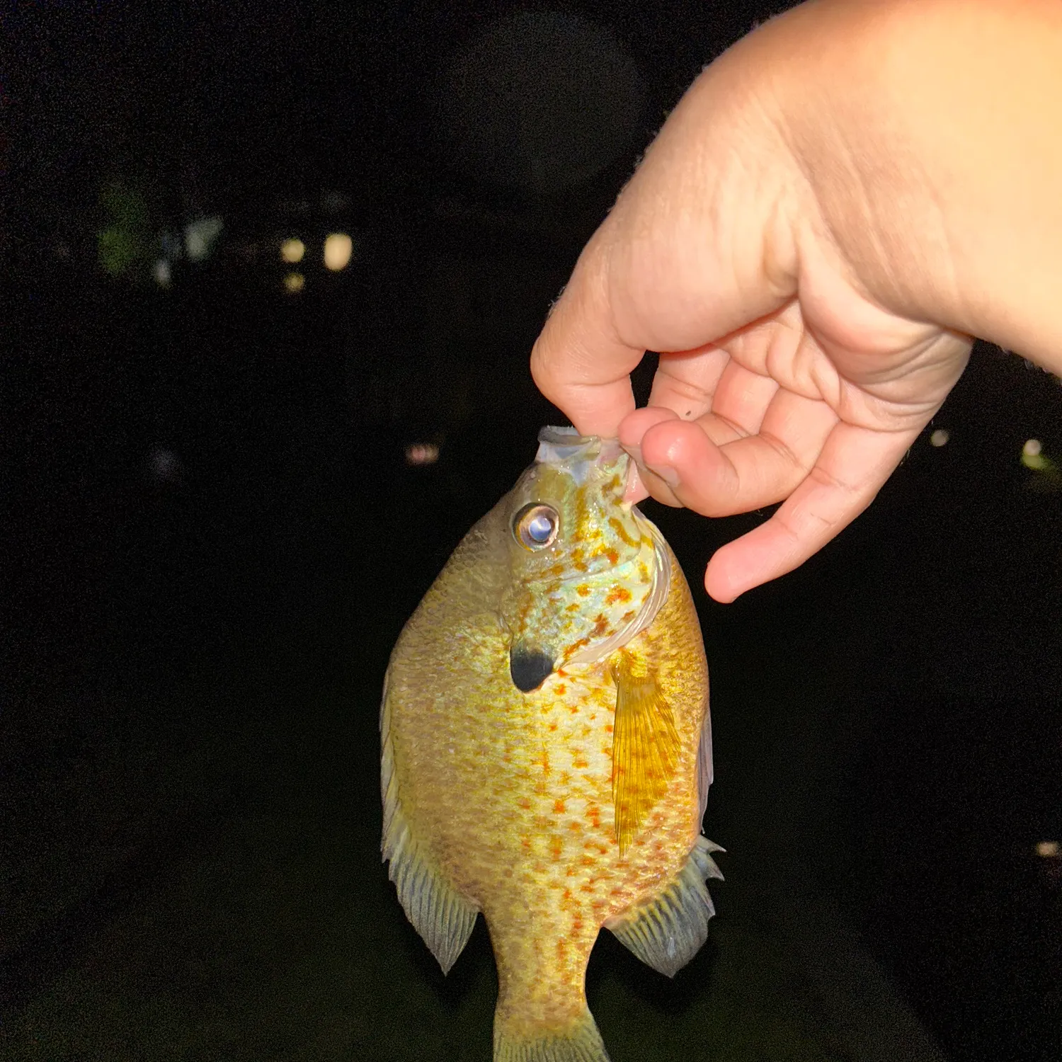 Pumpkinseed caught on Fishbrain
