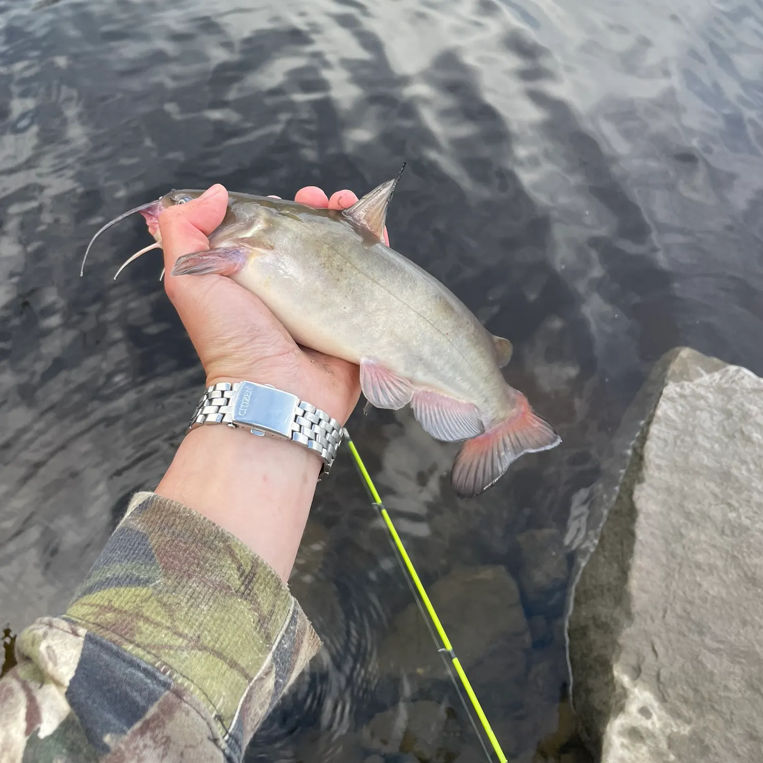 recently logged catches