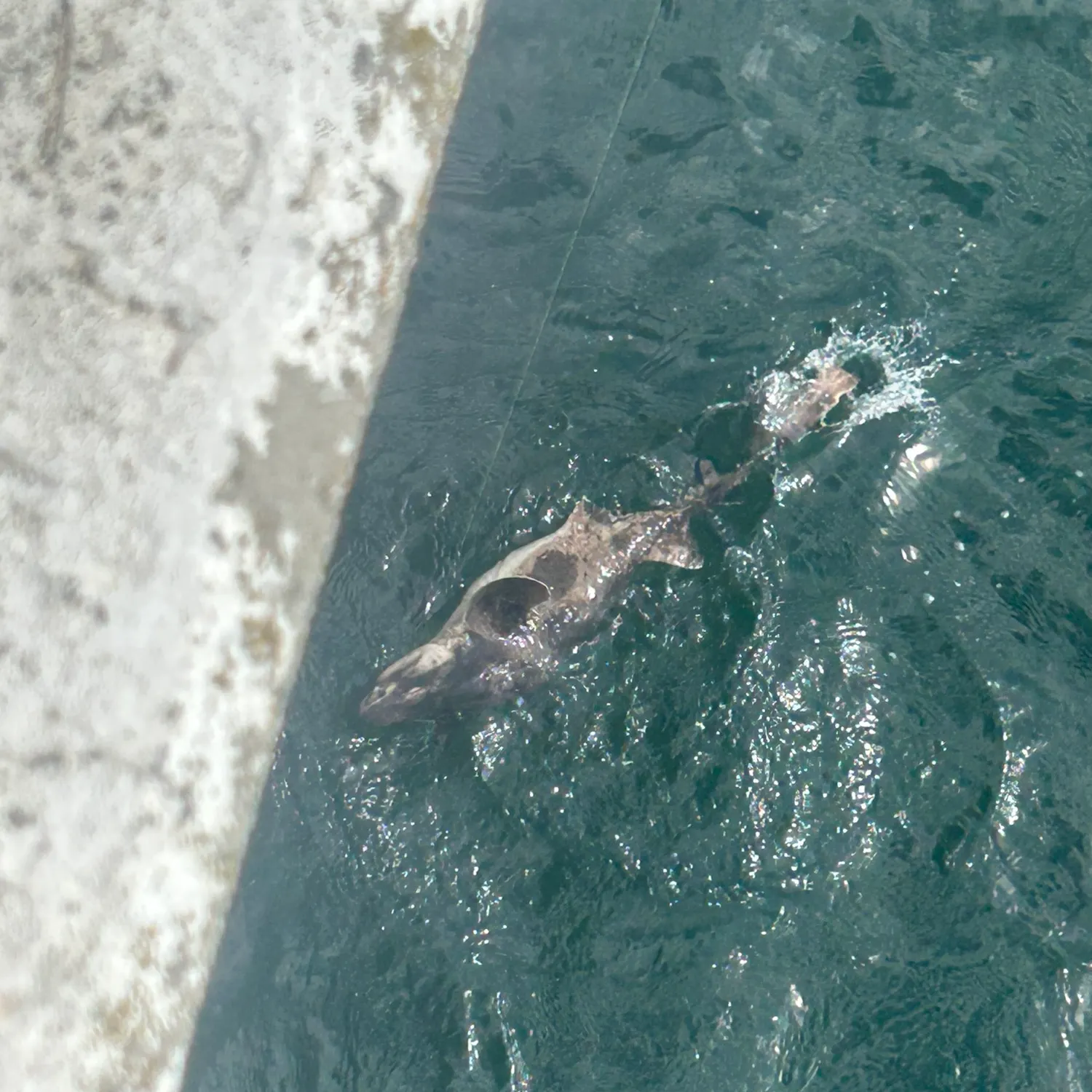 Port Jackson shark caught on Fishbrain