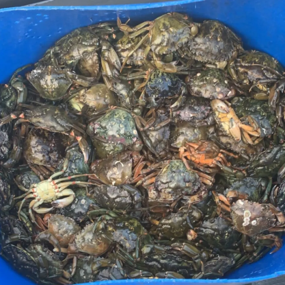 The most recent Green crab catches on Fishbrain