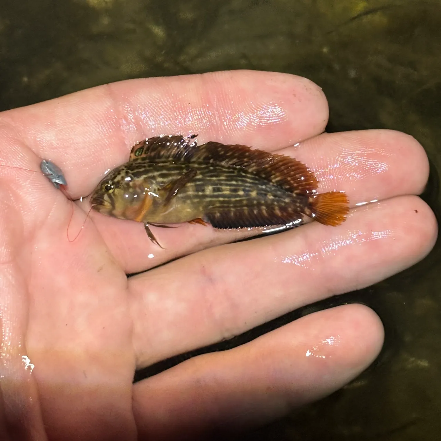 The most recent Florida blenny catches on Fishbrain