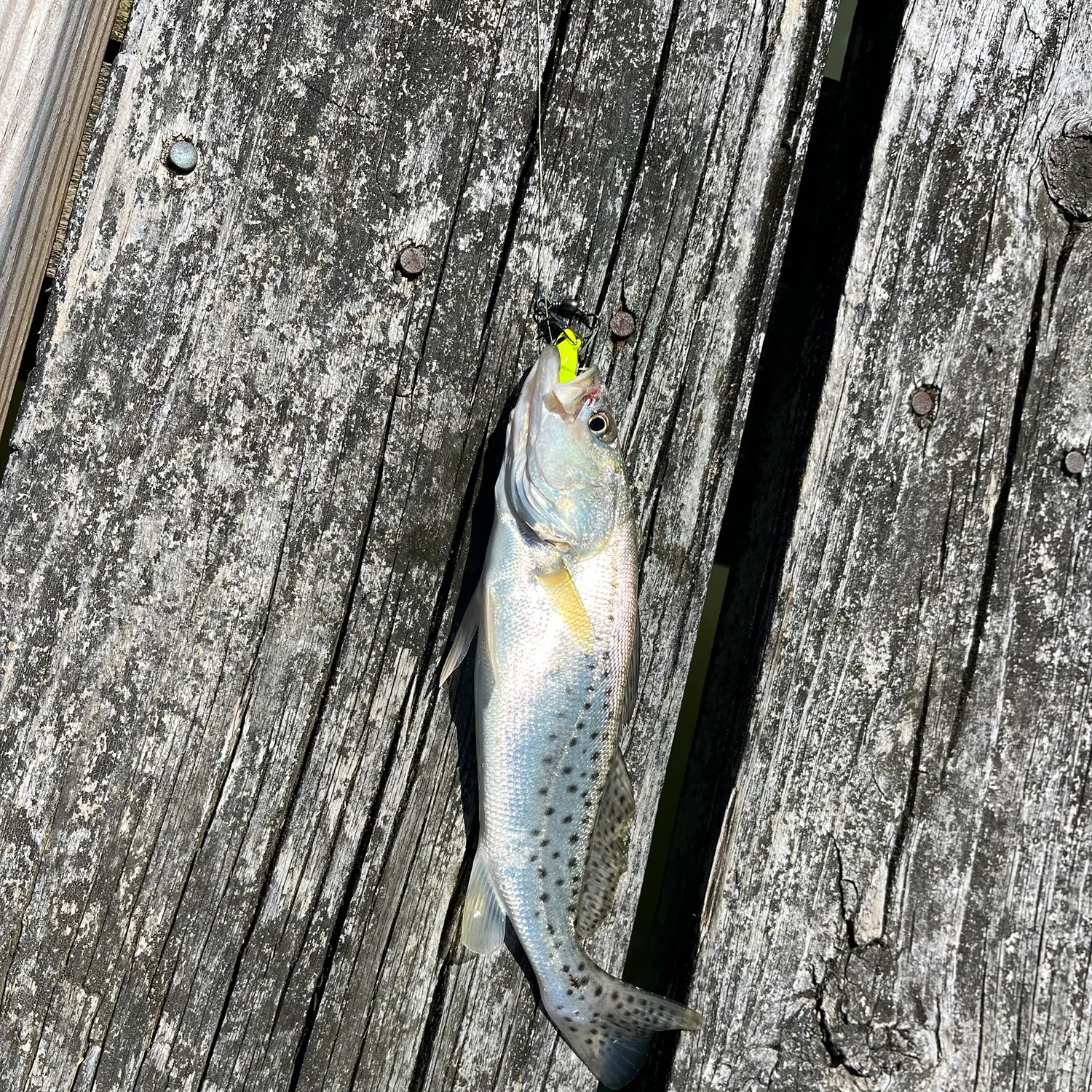 Spotted seatrout caught on Fishbrain