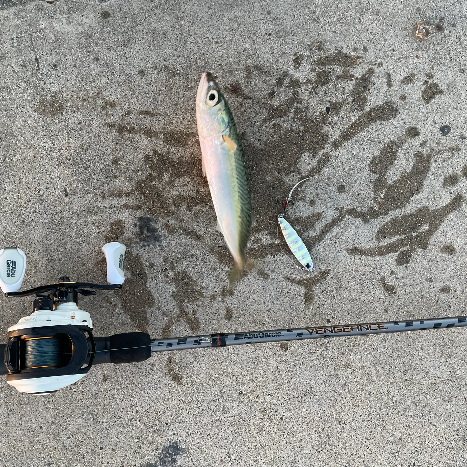 The most recent Pacific chub mackerel catches on Fishbrain