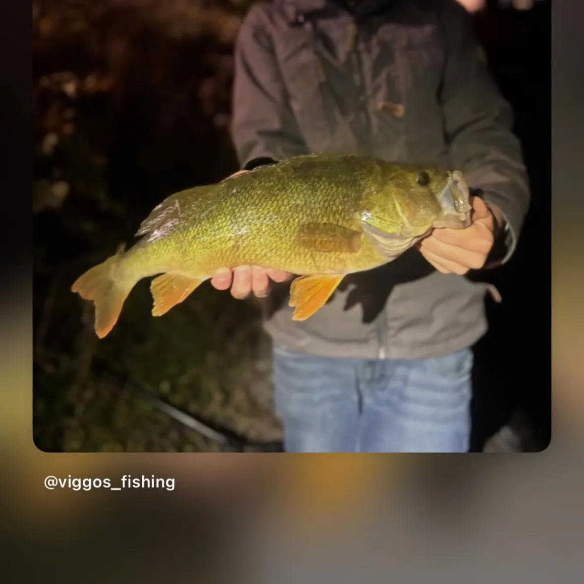 European perch caught on Fishbrain