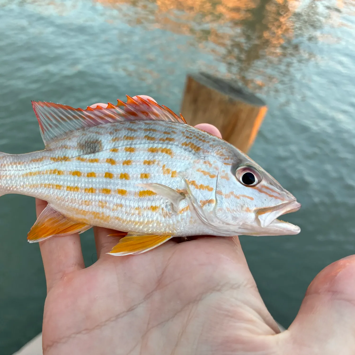 Lane snapper caught on Fishbrain