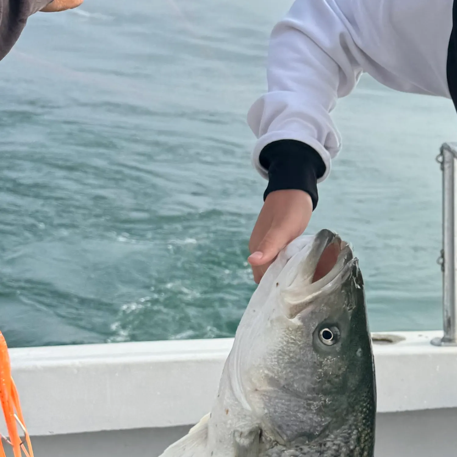 Striped bass caught on Fishbrain
