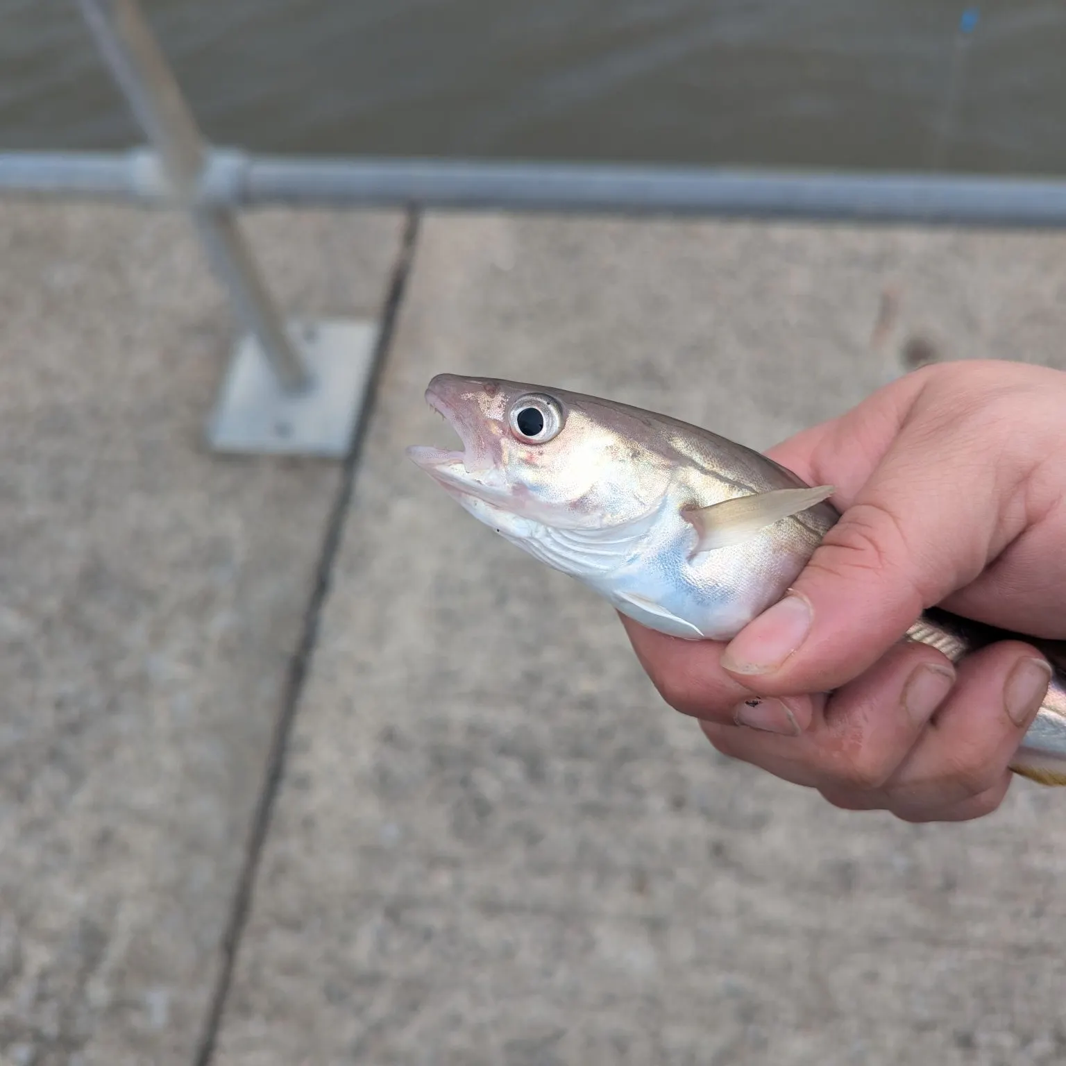 The most recent Whiting catches on Fishbrain