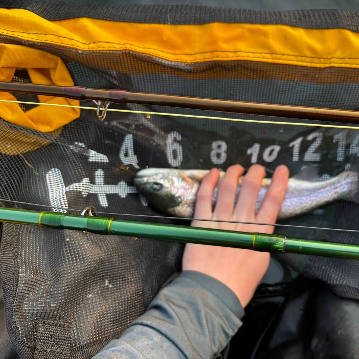 Rainbow trout caught on Fishbrain