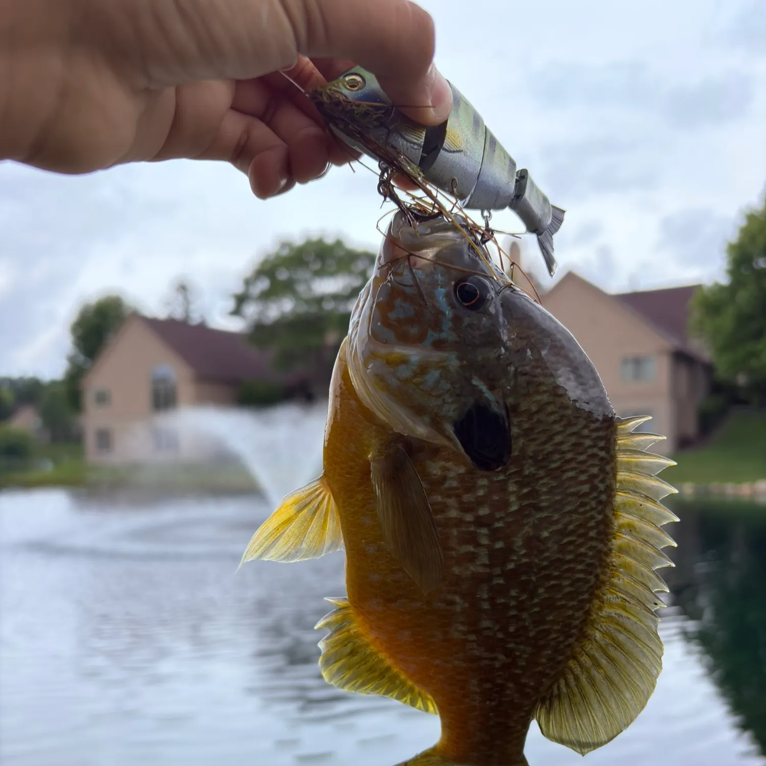 Greengill hybrid caught on Fishbrain