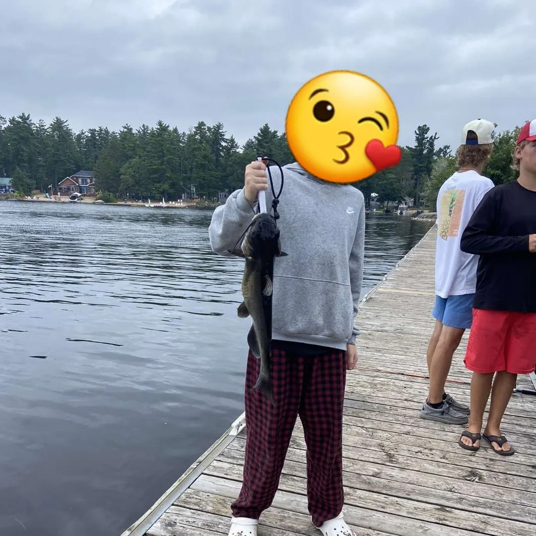 Channel catfish caught on Fishbrain