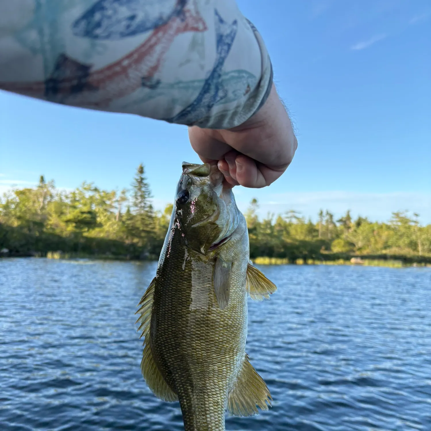 Smallmouth bass caught on Fishbrain