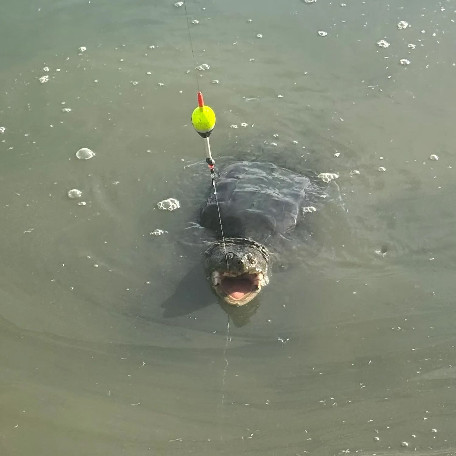 Common snapping turtle caught on Fishbrain