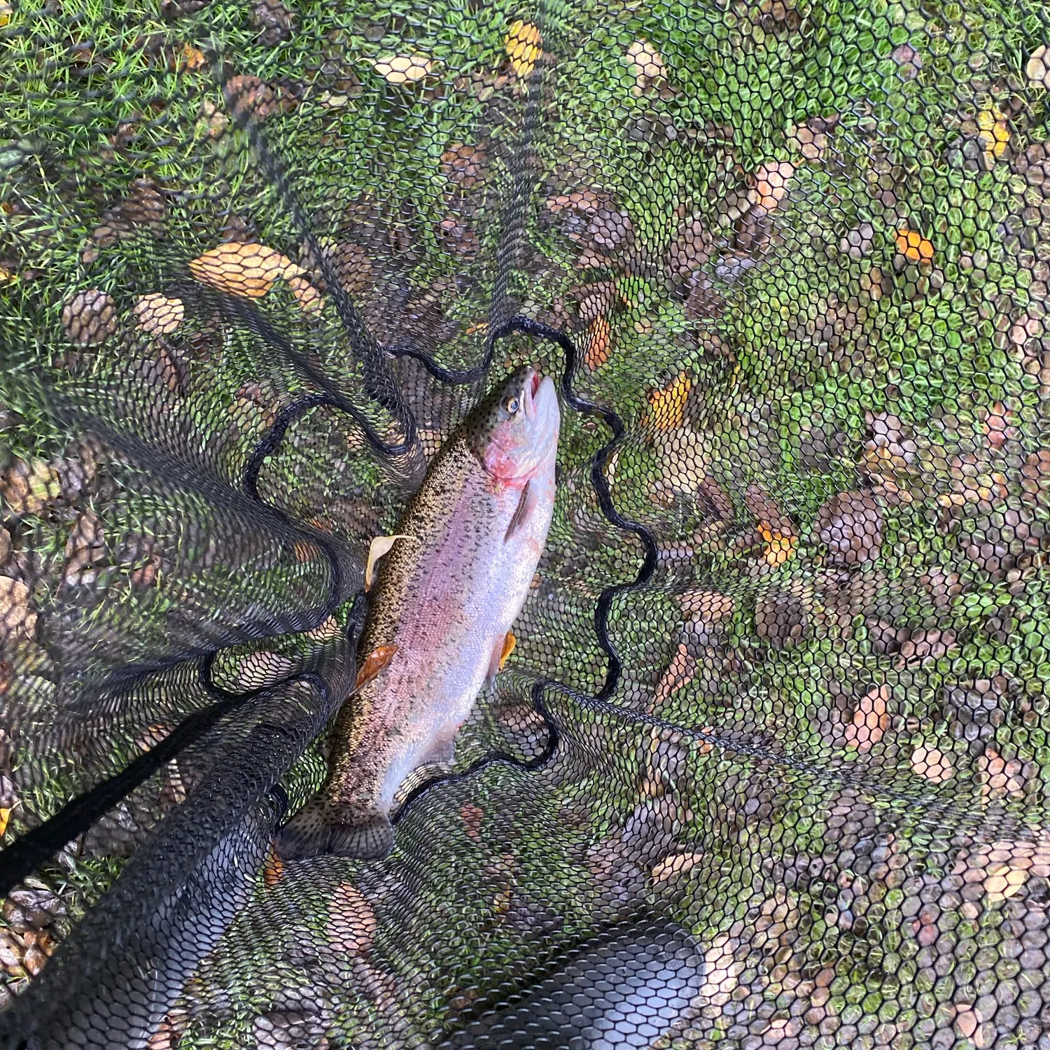 Rainbow trout caught on Fishbrain
