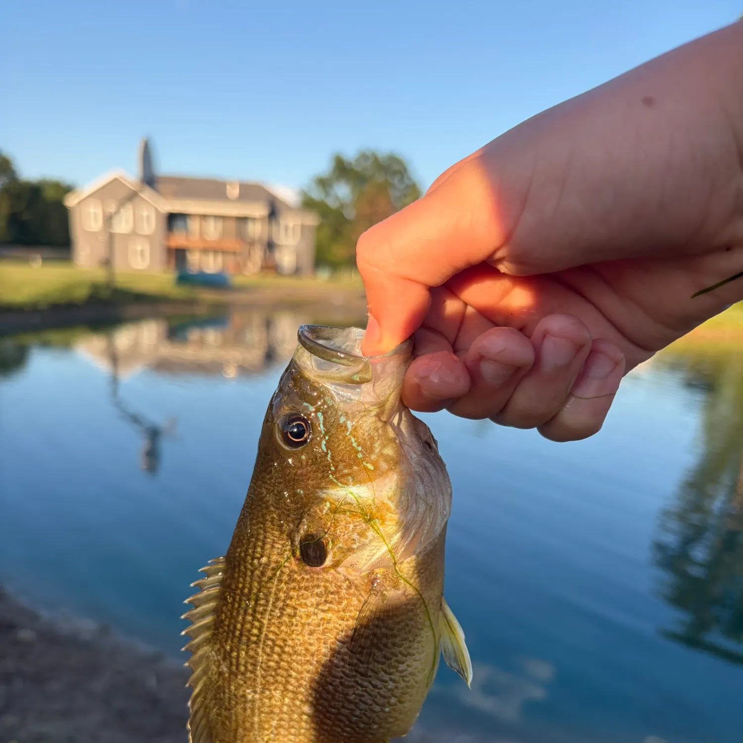 The most recent Pumpkingill hybrid catches on Fishbrain