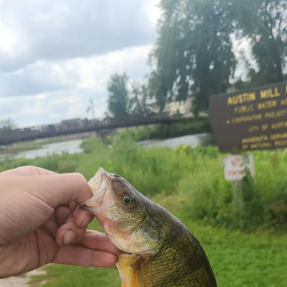 Yellow perch caught on Fishbrain