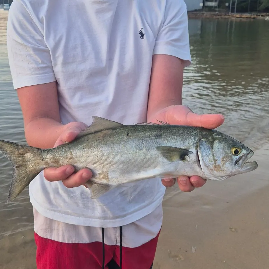 Bluefish caught on Fishbrain