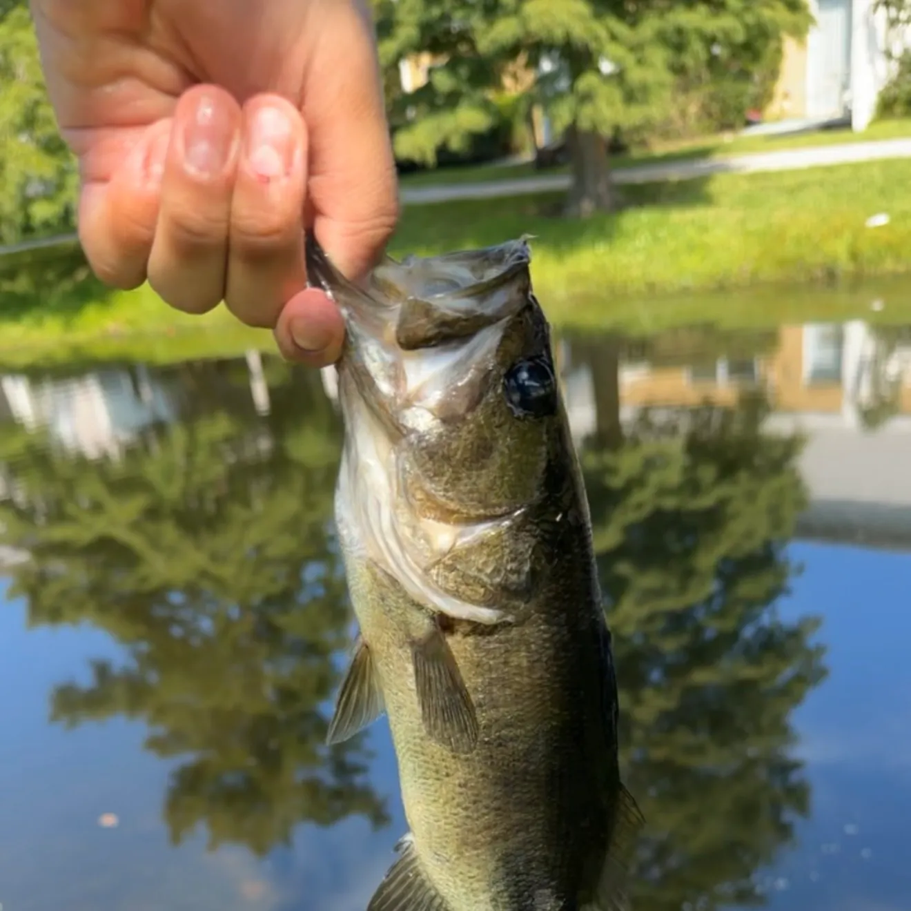 Largemouth bass caught on Fishbrain