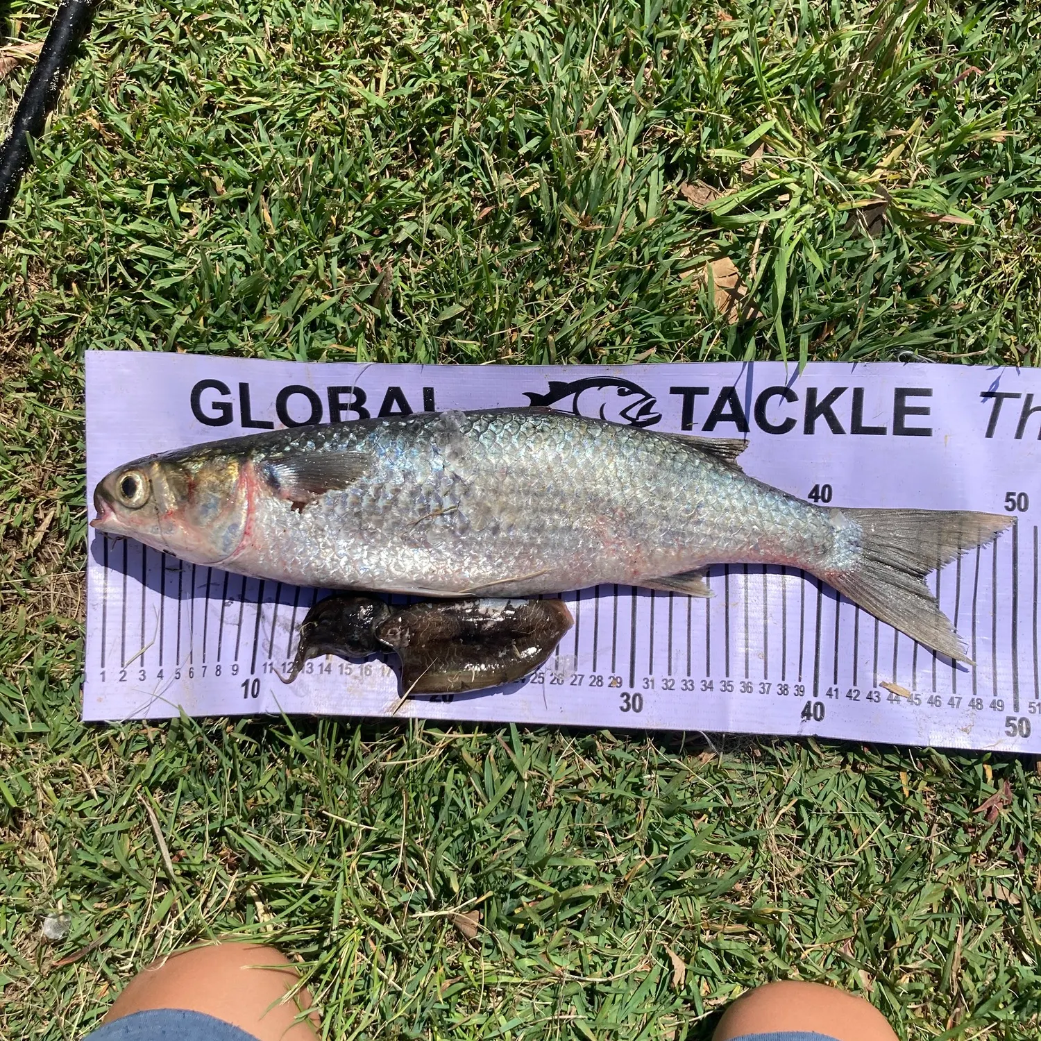 Striped mullet caught on Fishbrain
