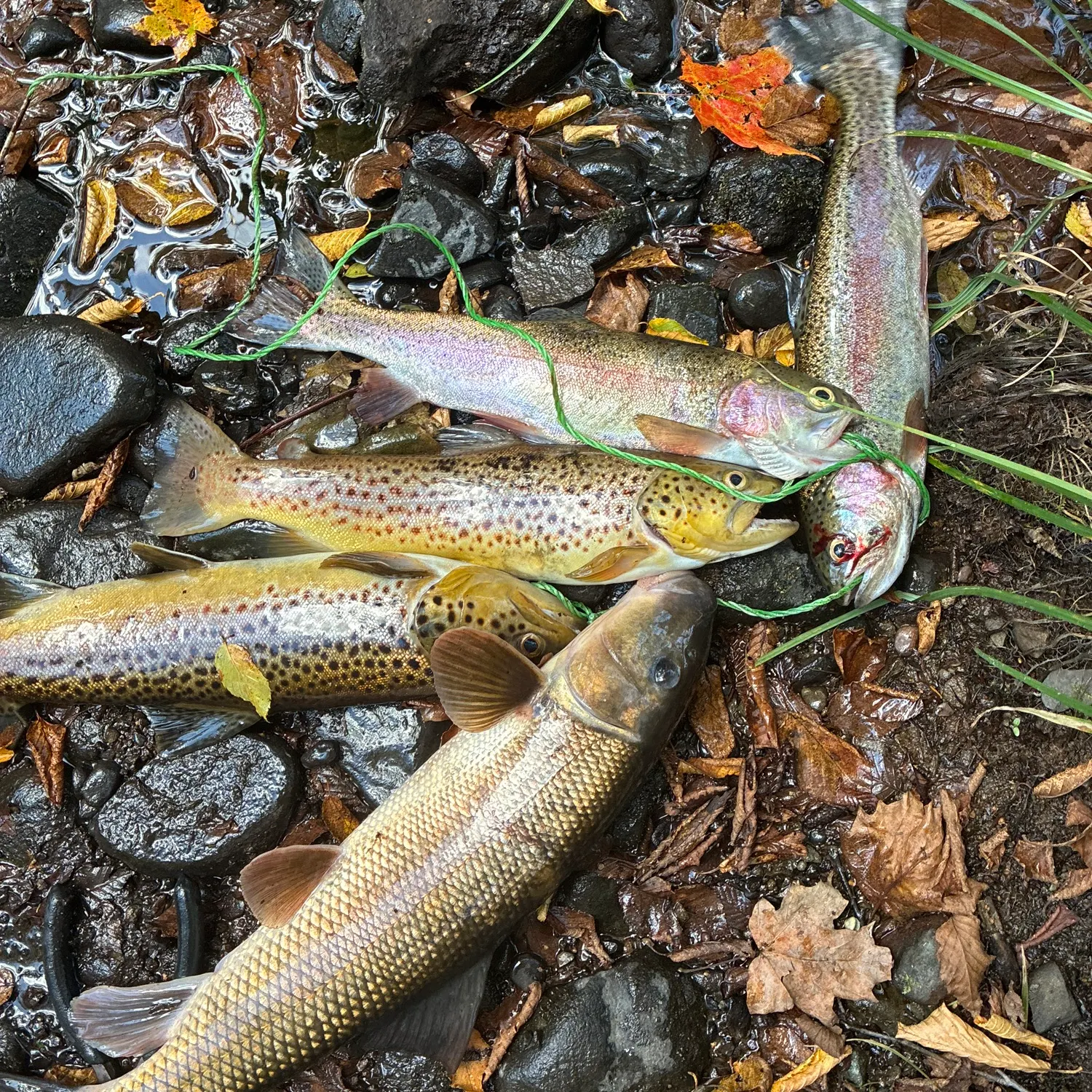 recently logged catches