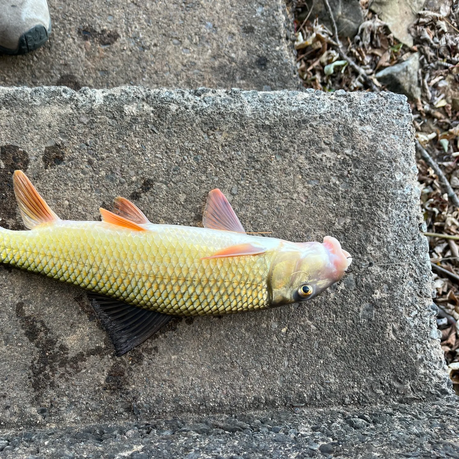 The most recent Golden redhorse catches on Fishbrain
