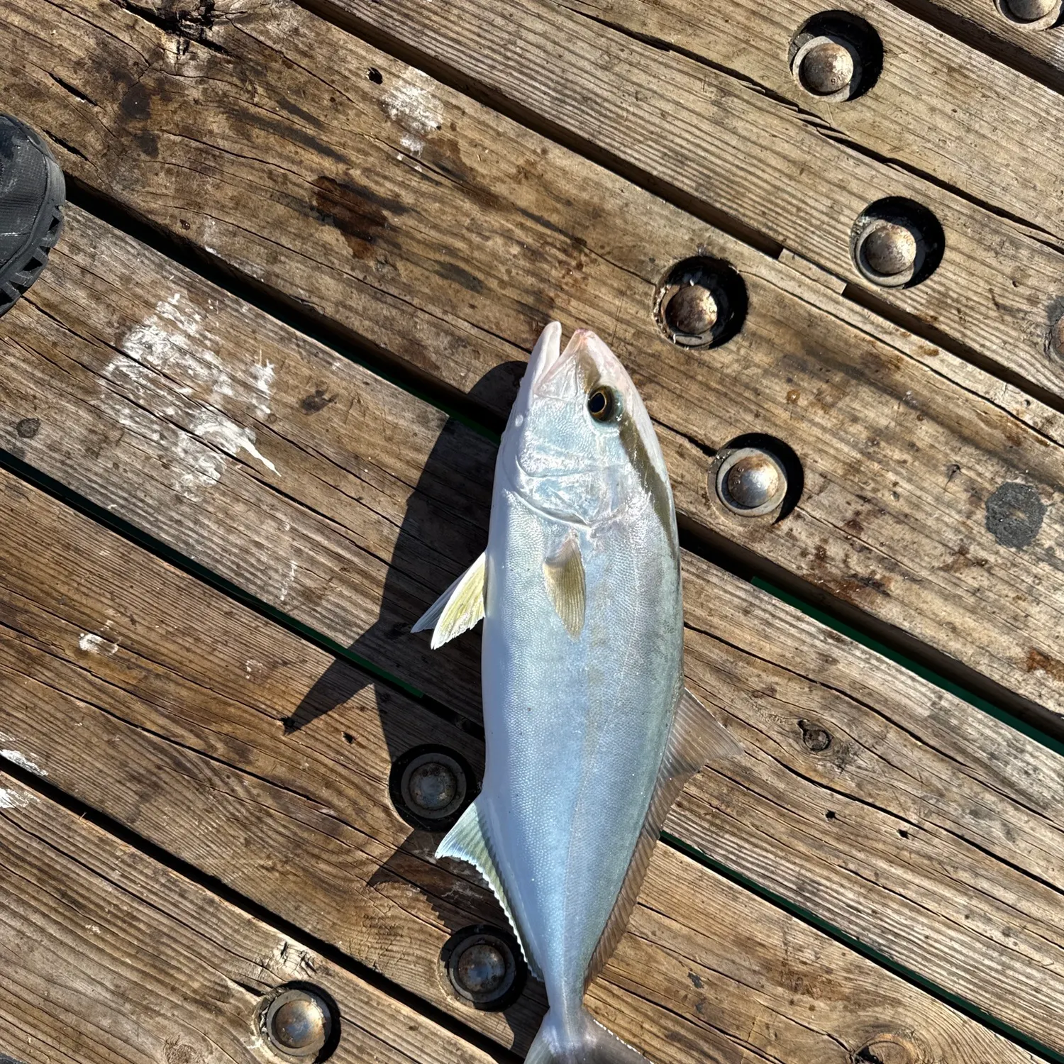 The most recent Almaco jack catches on Fishbrain