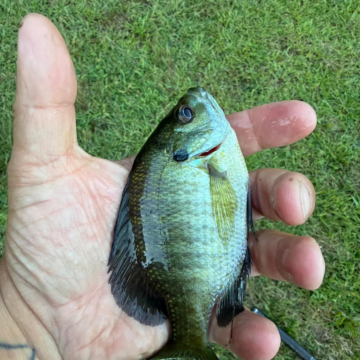 Bluegill caught on Fishbrain