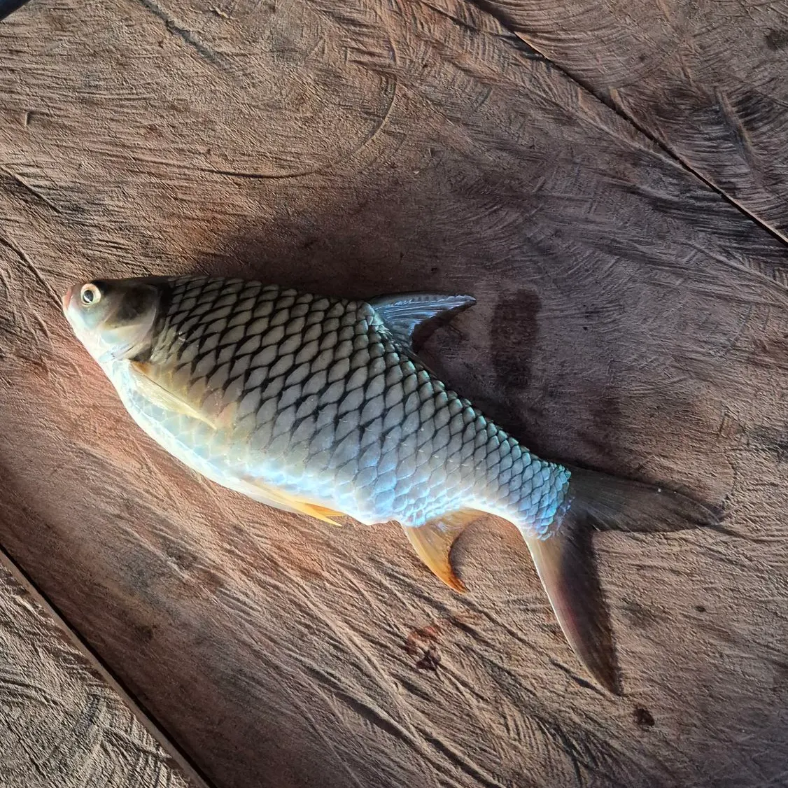 The most recent Java barb catches on Fishbrain