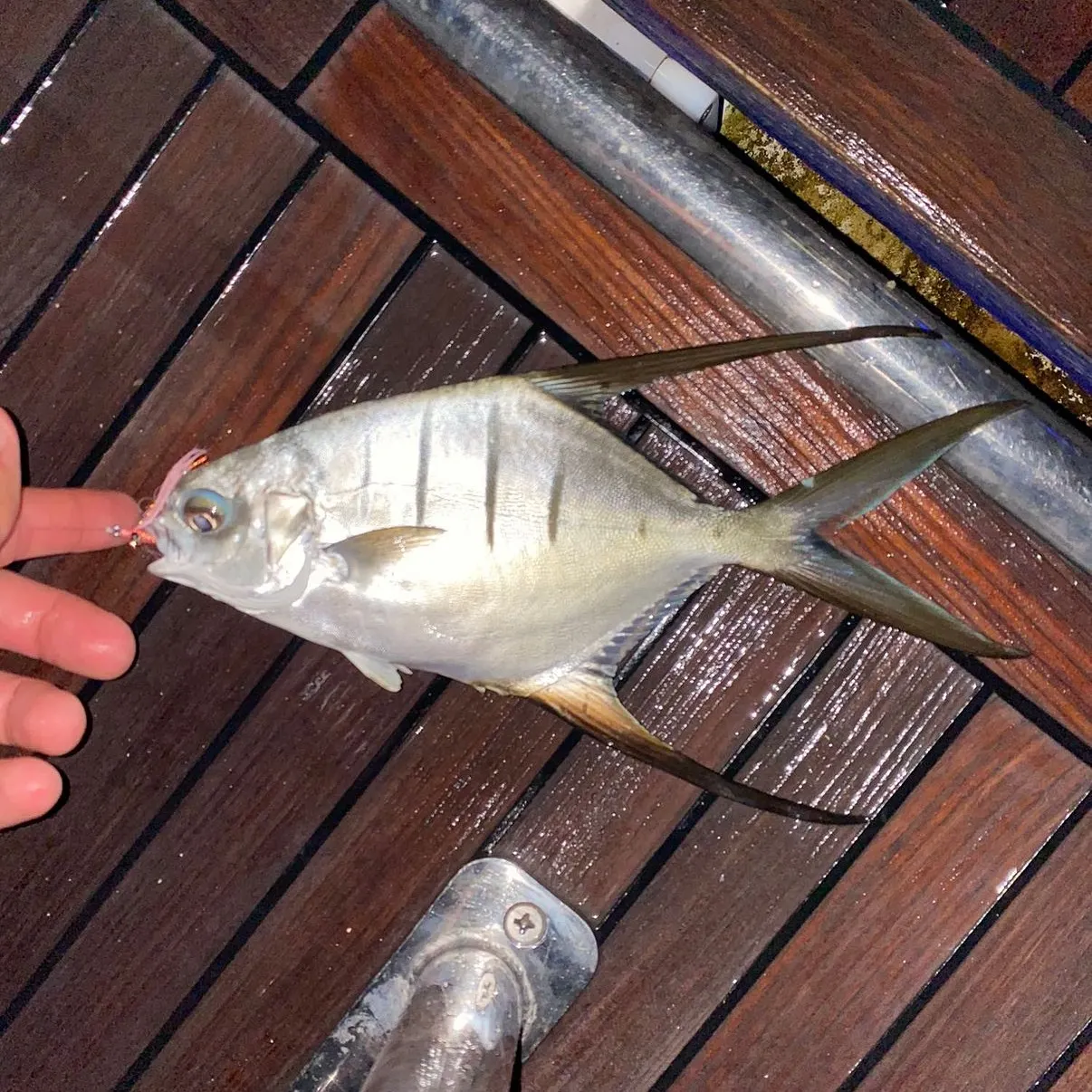 The most recent Palometa catches on Fishbrain