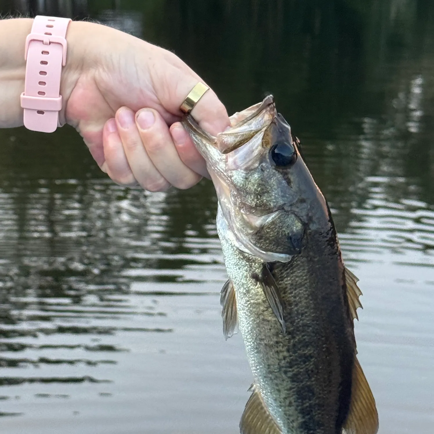 Largemouth bass caught on Fishbrain