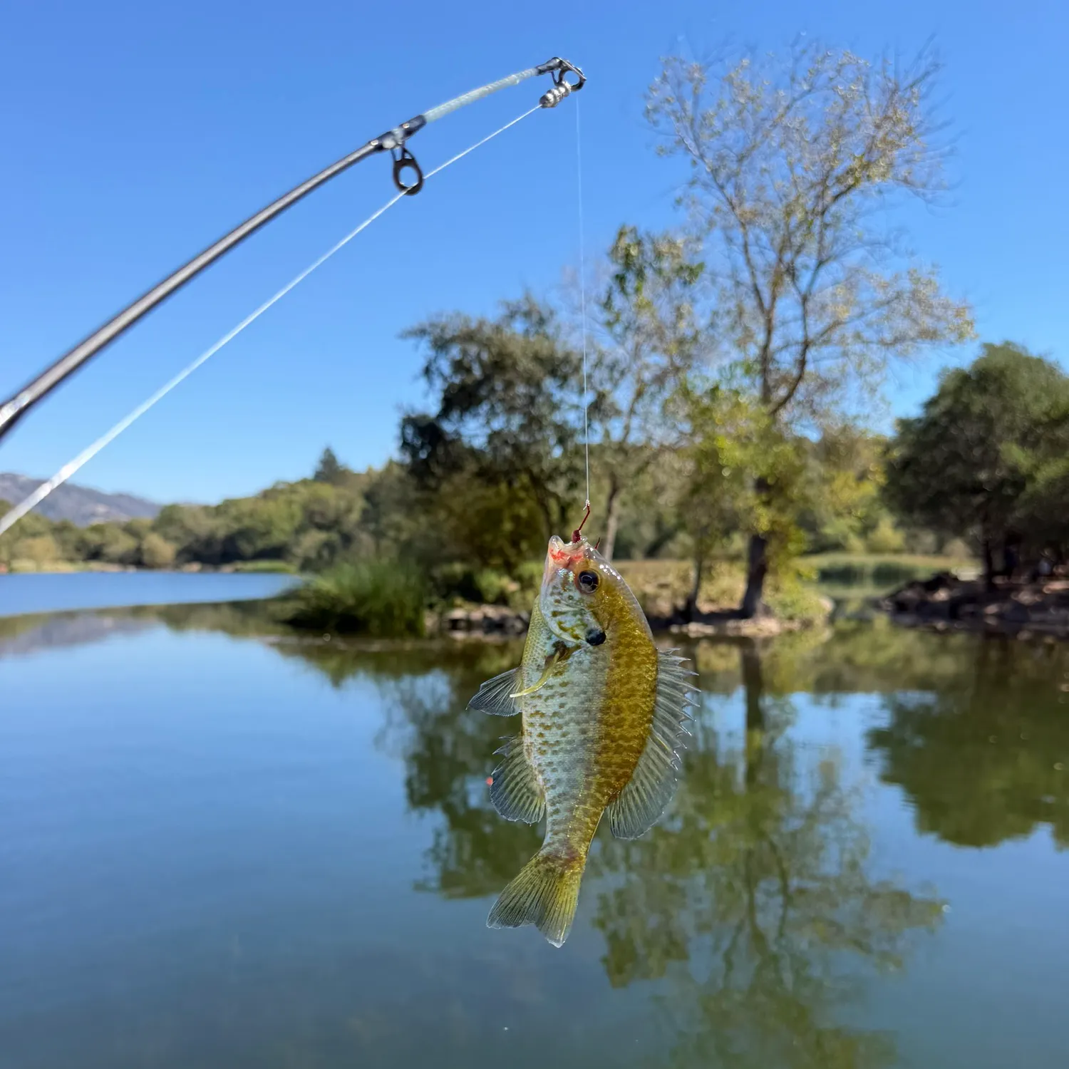 Bluegill caught on Fishbrain